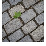Foto eines Straßenpflasters auf dem ein grünes Ahornblatt liegt.